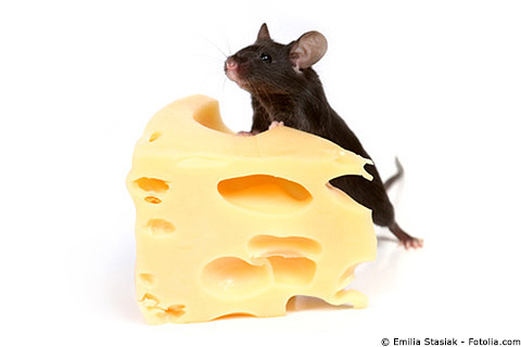 Maus Käse Tierversuch