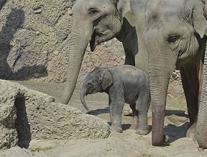 zoo-zuerich-elefantenbaby-frisch-geborenes-cc-Zoo-Zuerich-Pascal-Richard-001